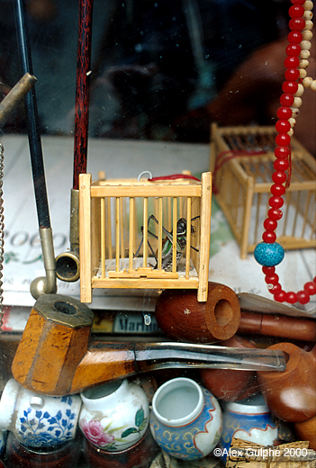 Photographie Couleur - Verticale - Dans la vitrine d’une boutique de brocanteur, un grillon dans une cage