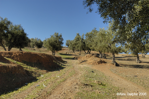 Photographie Couleur - Horizontale - Chemin en ravine après la pluie au milieu d’un champ d’oliviers