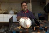 Photographie - Marchand de volaille pesant un poulet